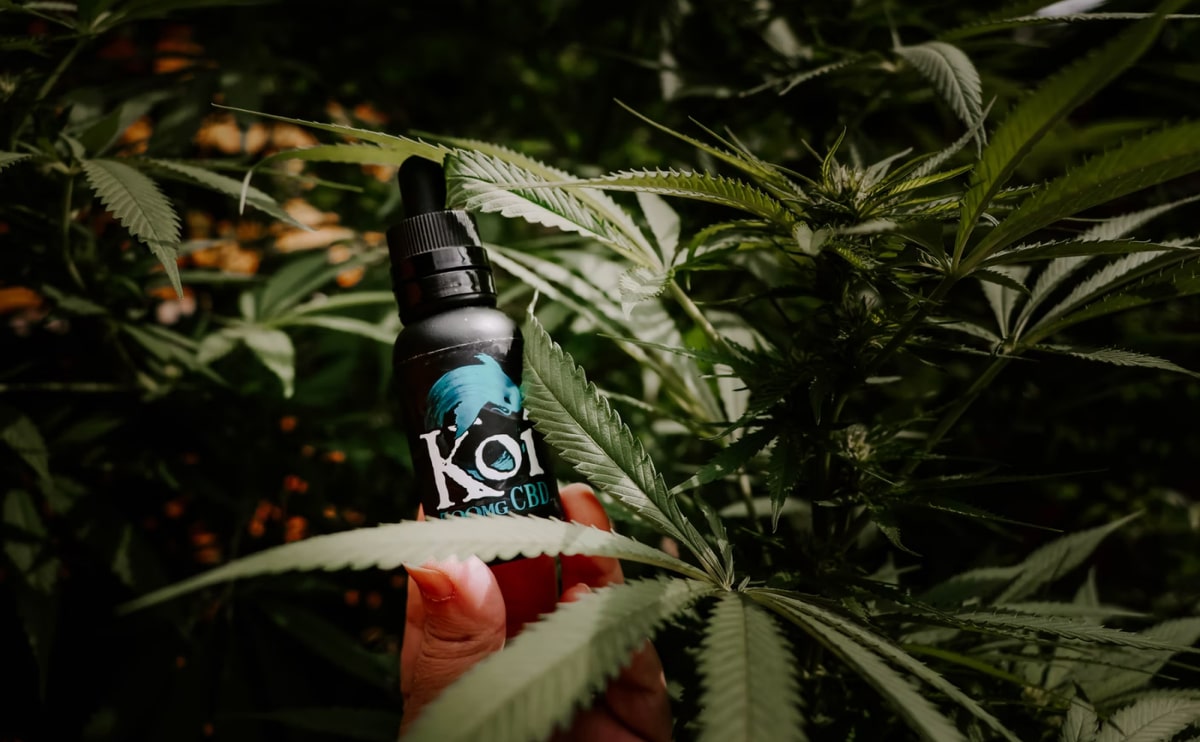 CBD Product Koi with Marijuana Leaves