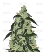 marijuana-seeds-usa-herbies-usa-express