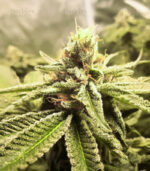 cannabis-seeds-usa-express