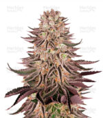 best-marijuana-seeds-herbies-usa-express
