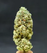 Grandmommy Purple Bud Picture